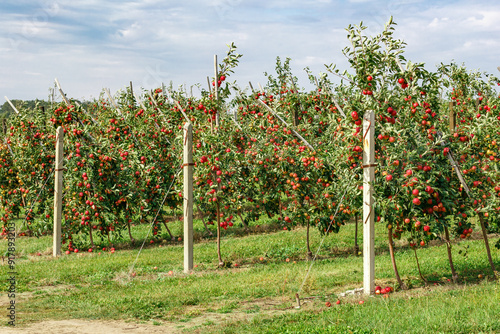 Obraz na plátně Apple orchard with red ripe apples on branches