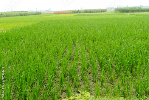 Fresh green rice plant in paddy field.