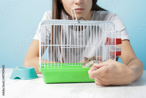 The owner plays with the hamster, baby hamster gnaws on a treat, domestic rodent enjoys health and fun. photo