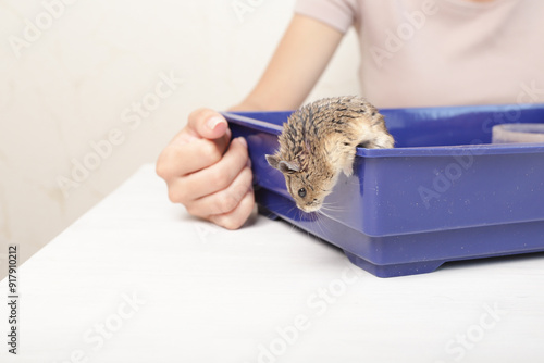 The owner plays with the hamster, pet's paw touches owner's hand, cuddly hamster enjoys playtime. photo