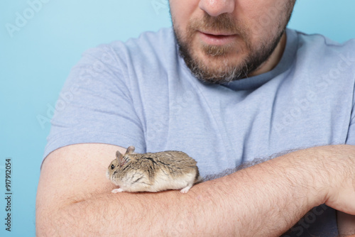 The owner plays with the hamster, pet gnawing on treat, owner ensuring health and care. photo