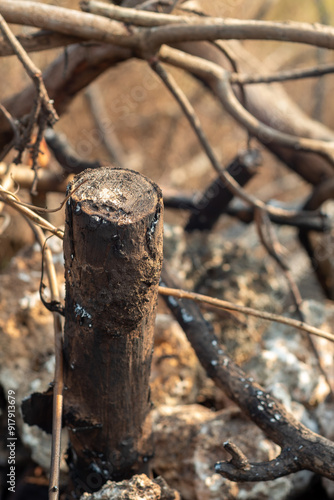 wooden stakes from trees that have been cut down and burned