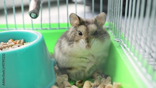 Hamster in a cage, dzungarian rodent with fur, cuddly animal care. photo