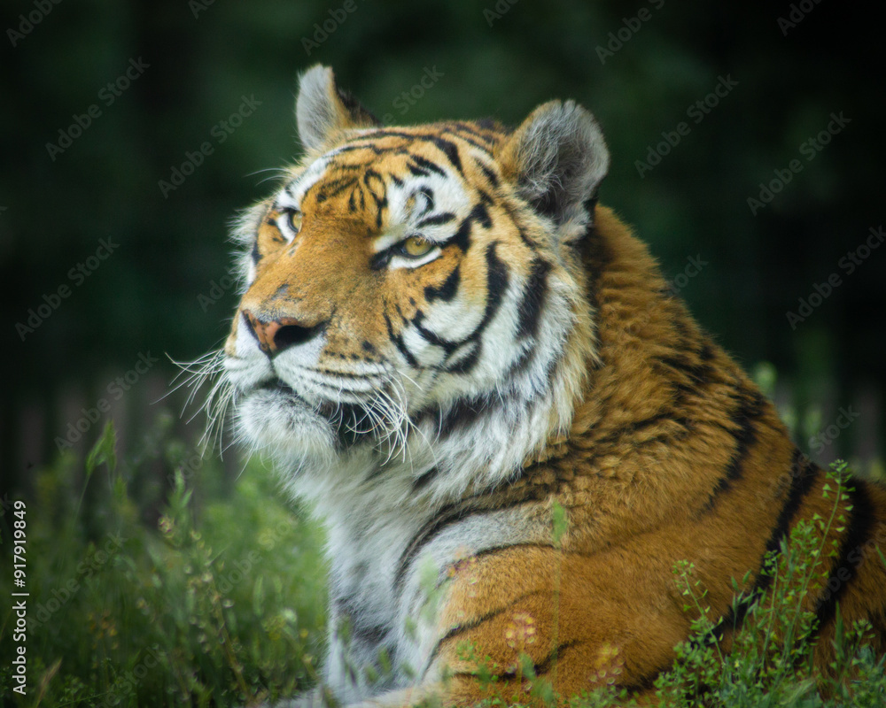 Fototapeta premium Tigre en photo