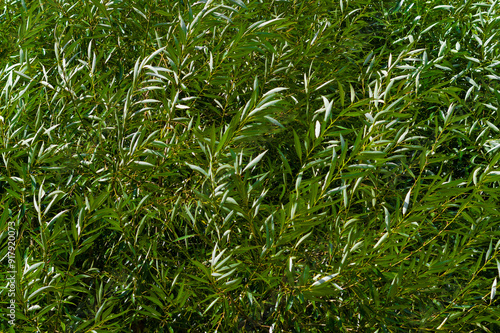 Close-up view of willow wicker. Background for various uses.