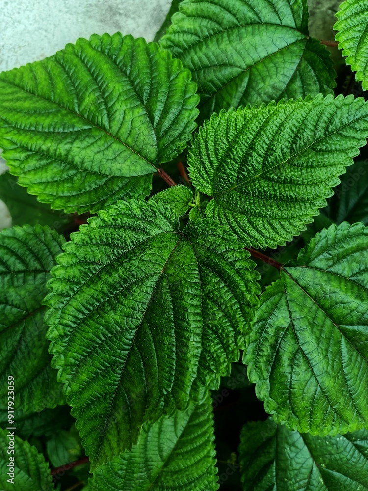 Tragia involucrata, the Indian stinging nettle, is a species of plant in the family Euphorbiaceae. It is the most used species of Tragia in ethnomedicinal and ethnopharmacological applications. Tragia involucrata, the Indian stinging nettle, is a species of plant in the family Euphorbiaceae. It is the most used species of Tragia in ethnomedicinal and ethnopharmacological applications.