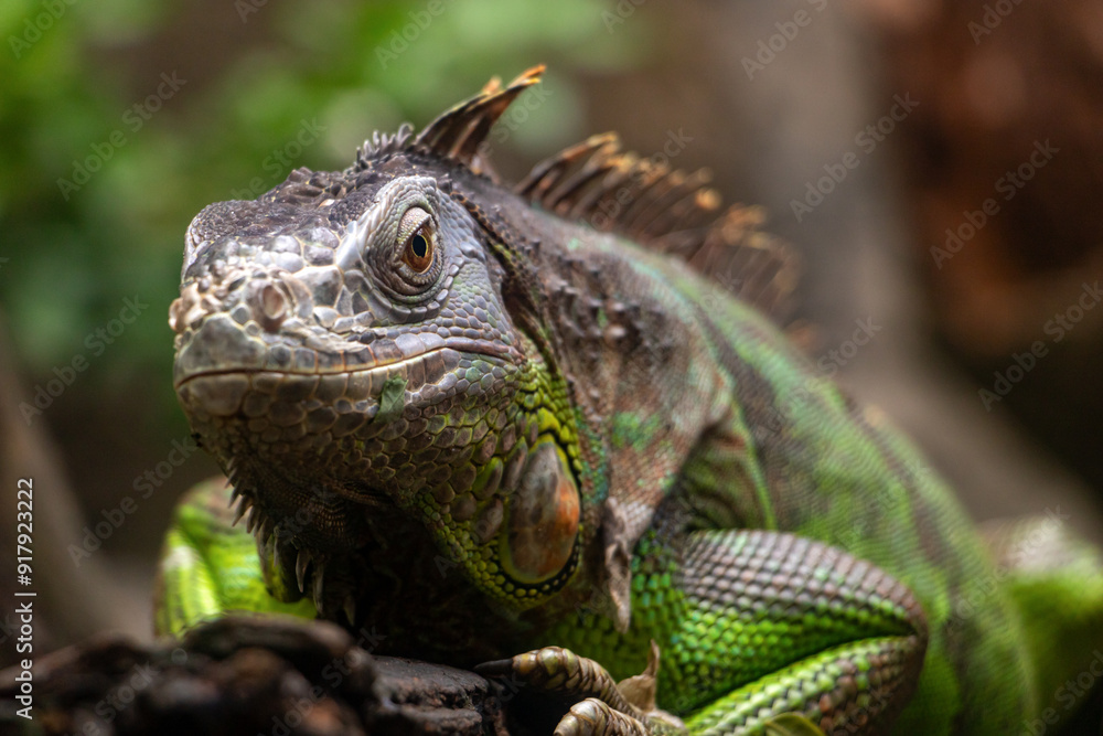 The green iguana (Iguana iguana) crawl on a branch The green iguana (Iguana iguana) crawl on a branch