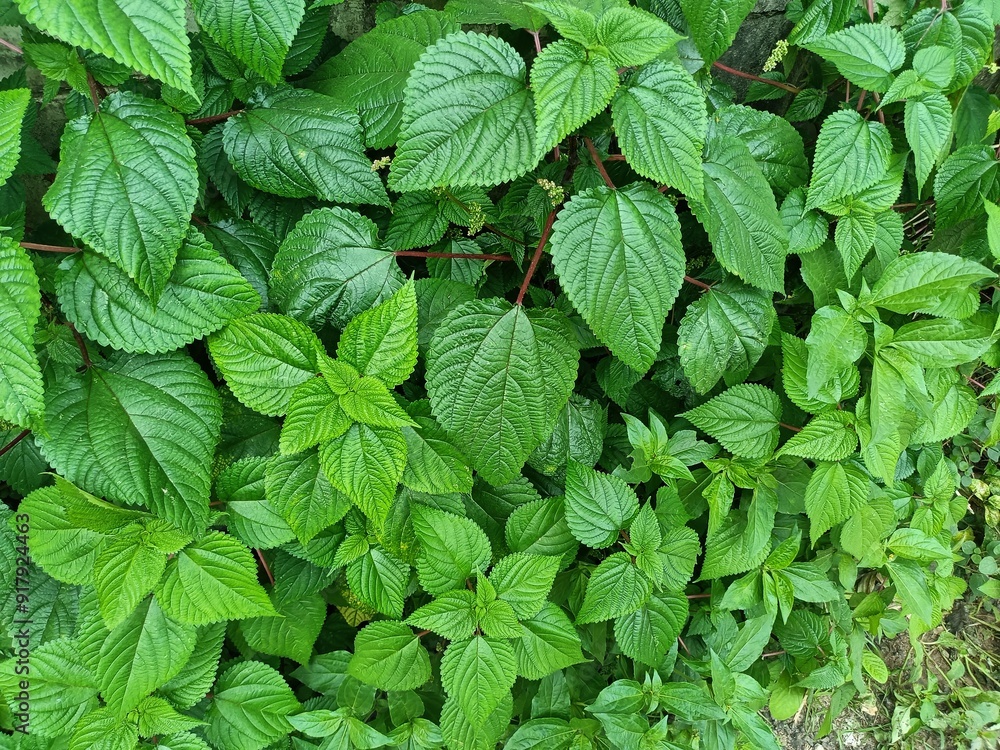 Tragia involucrata, the Indian stinging nettle, is a species of plant in the family Euphorbiaceae. It is the most used species of Tragia in ethnomedicinal and ethnopharmacological applications. Tragia involucrata, the Indian stinging nettle, is a species of plant in the family Euphorbiaceae. It is the most used species of Tragia in ethnomedicinal and ethnopharmacological applications.