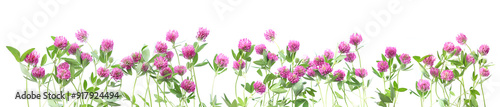 Border of blooming Red Clovers isolated on white background. Meadow wild plants Trifolium pratense.