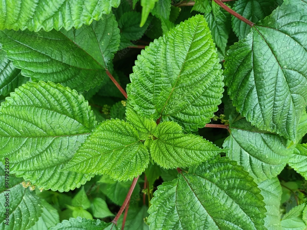 Tragia involucrata, the Indian stinging nettle, is a species of plant in the family Euphorbiaceae. It is the most used species of Tragia in ethnomedicinal and ethnopharmacological applications. Tragia involucrata, the Indian stinging nettle, is a species of plant in the family Euphorbiaceae. It is the most used species of Tragia in ethnomedicinal and ethnopharmacological applications.