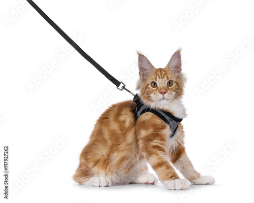 Adorable Maine Coon cat youngster,sitting up side ways wearing a black and silver harnas on a leash. Looking straight to camera. Isolated on a white background. photo