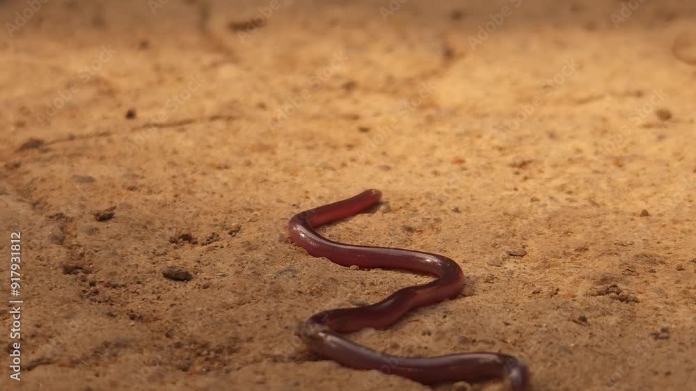 Indotyphlops braminus, commonly known as the brahminy blind snake, Odisha, India Indotyphlops braminus, commonly known as the brahminy blind snake, Odisha, India