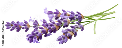 Lavender sprigs with vibrant purple flowers, cut out - stock png.