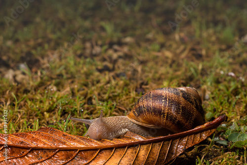 Garden snail Cornu aspersum, on a leaf
