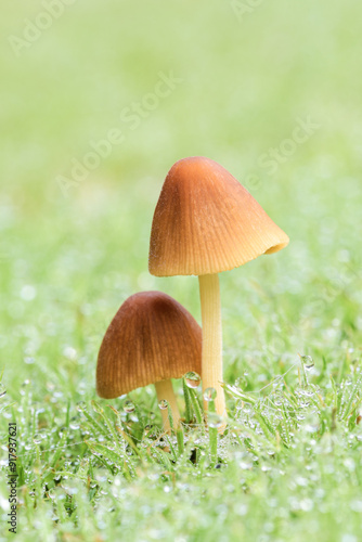 Lawn mushrooms after a light rain, Conocybe