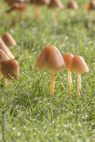 Lawn mushrooms after a light rain, Conocybe