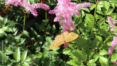 Argynnis paphia, silver-washed fritillary butterfly on a flower in the garden