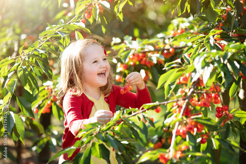 Little girl picking cherry in fruit garden Little girl picking cherry in fruit garden