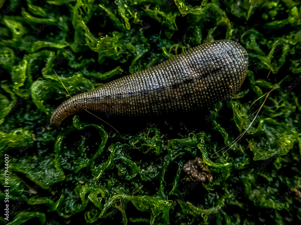 Close up of a small leech feeding in the finger of a person, Close up of a small leech feeding in the finger of a person,