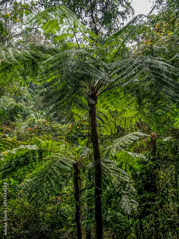Fototapeta premium green forest in the morning