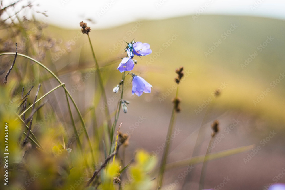 Fototapeta premium flowers in the field