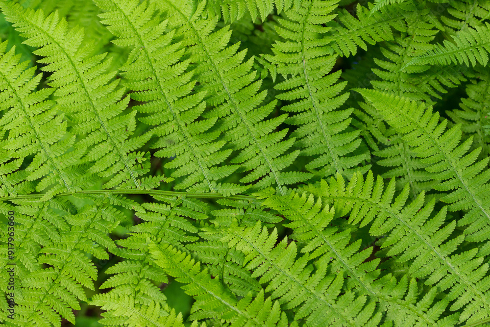 Background with green fern leaf close up. Top view Background with green fern leaf close up. Top view