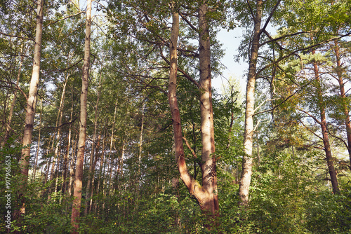 Fototapeta Naklejka Na Ścianę i Meble -  drzewa,las 