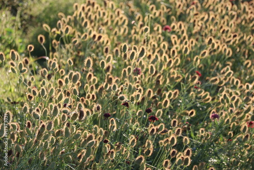Small scarbioses in late Summer