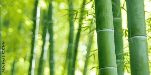 Bamboo forest blur and copy space