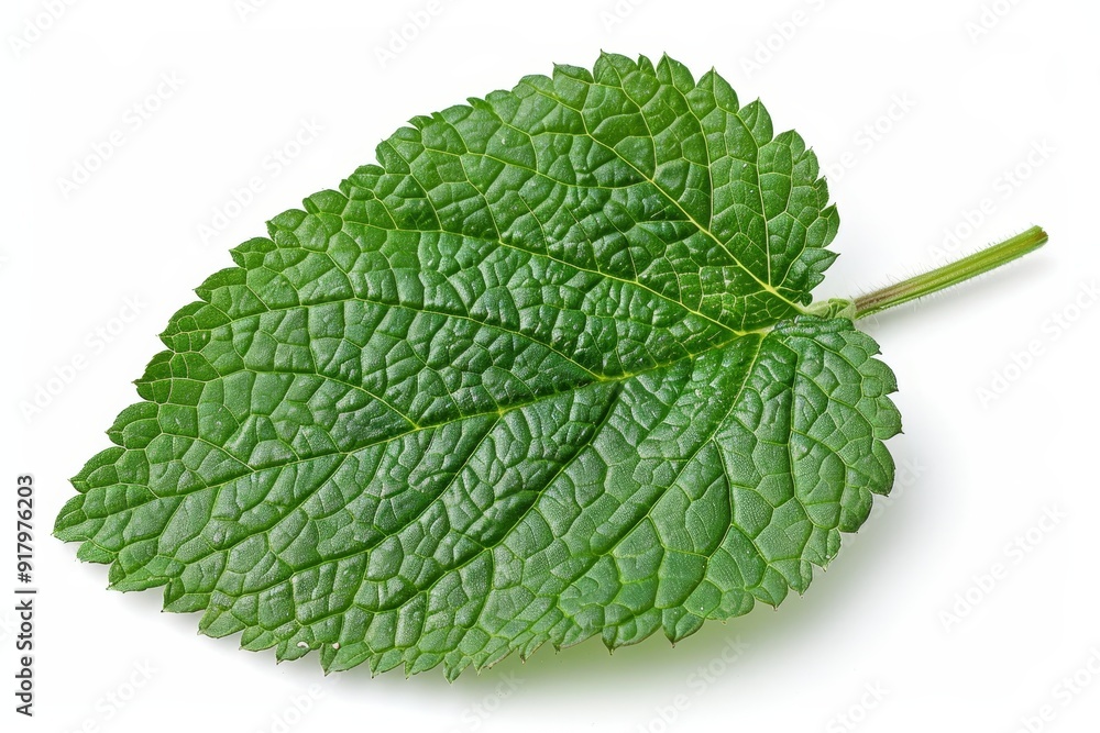 Green lemon balm leaf (Melissa officinalis) isolated on white background, Generative AI Green lemon balm leaf (Melissa officinalis) isolated on white background, Generative AI