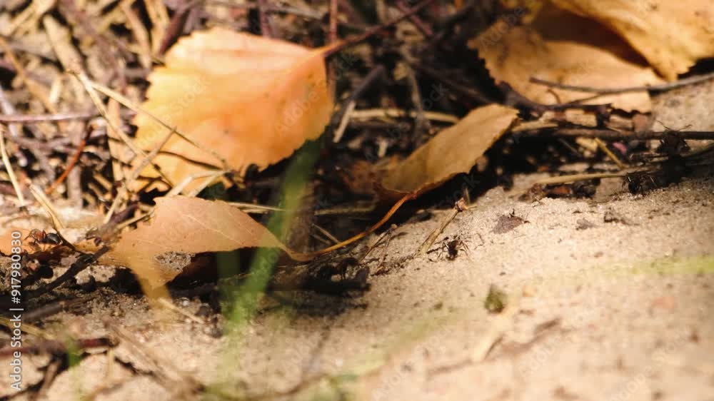 Colony of ants running in an anthill. Autumn foliage. Food supplies for the winter for insects. Red ants. Autumn Colony of ants running in an anthill. Autumn foliage. Food supplies for the winter for insects. Red ants. Autumn