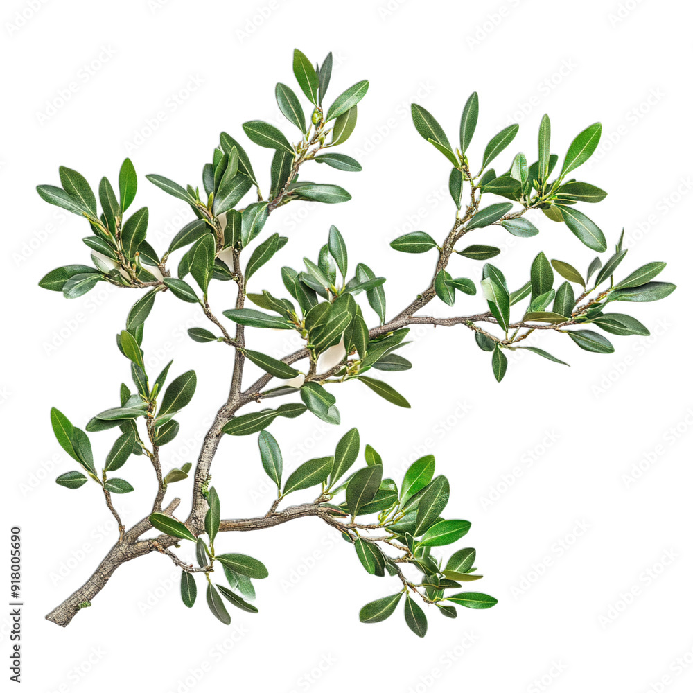 green branch green branch