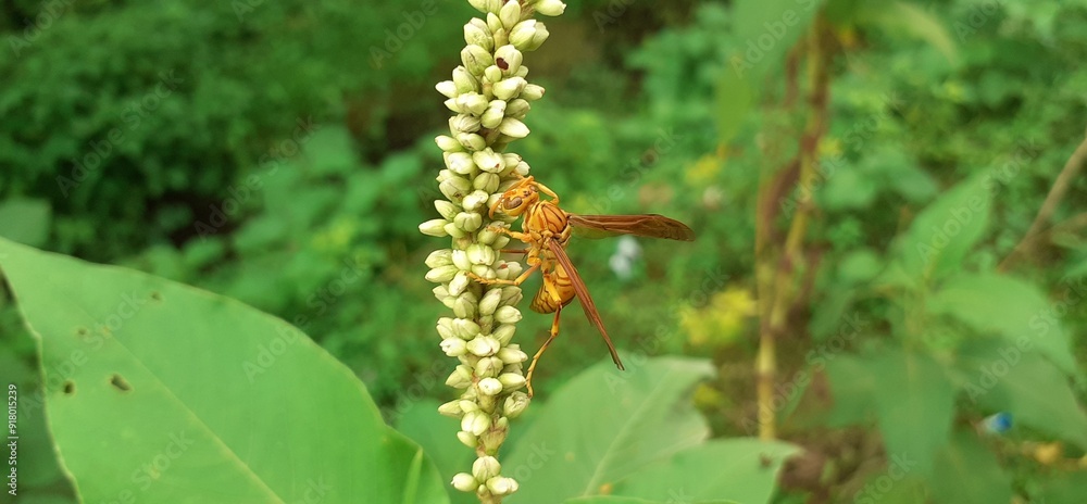 Indian Yellow Paper Wasp Insect Sitting on Wild Flower Indian Yellow Paper Wasp Insect Sitting on Wild Flower