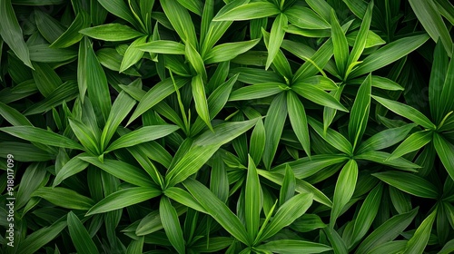 Rumdul Green Long Leaves from Rumduol Plant, Natural Background for Design and Decoration Generative AI photo