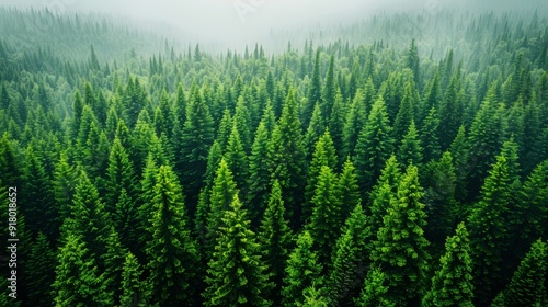 Lush green coniferous forest spread across misty hills at dawn