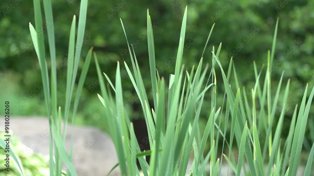plants in the garden with water on sunny day moved by wind, calming and relaxing plants in the garden with water on sunny day moved by wind, calming and relaxing