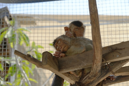 Macaca mulatta, commonly known as the Rhesus Macaque, is a species of Old World monkey found throughout South, Central, and Southeast Asia. It is one of the most well-known and widely studied primates photo