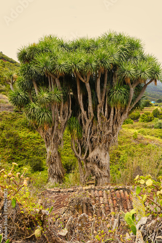 La Tosca. Barlovento. Island of La Palma. Small hamlet located in the middle of a dragon tree forest, one of the largest populations of this endemic tree in the Canary Islands