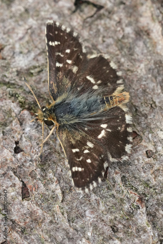 Low angle closeup on a Red-underwing Skipper, Spialia sertorius sitting on wood, Gard, France photo