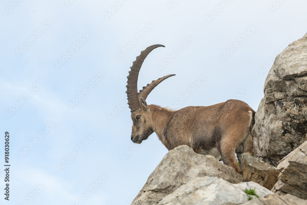 Close up view of a mature ibex, capricorn standing on rocks of a very steep slope. Swiss mountains, appenzell, wildlife. adult ibex on rocks. Summer,daytime. European wildlife, wildlife conservation. Close up view of a mature ibex, capricorn standing on rocks of a very steep slope. Swiss mountains, appenzell, wildlife. adult ibex on rocks. Summer,daytime. European wildlife, wildlife conservation.