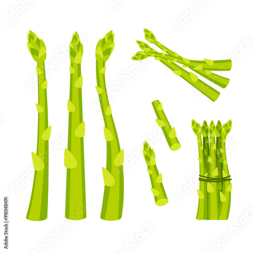Set of fresh green asparagus spears with closed buds, tied with string, isolated on white
