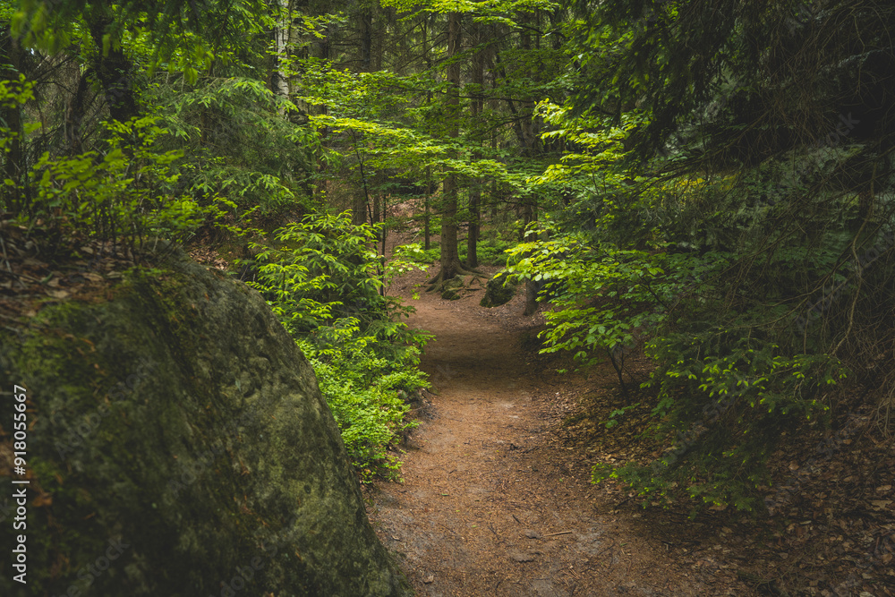 Obraz premium footpath in the forest