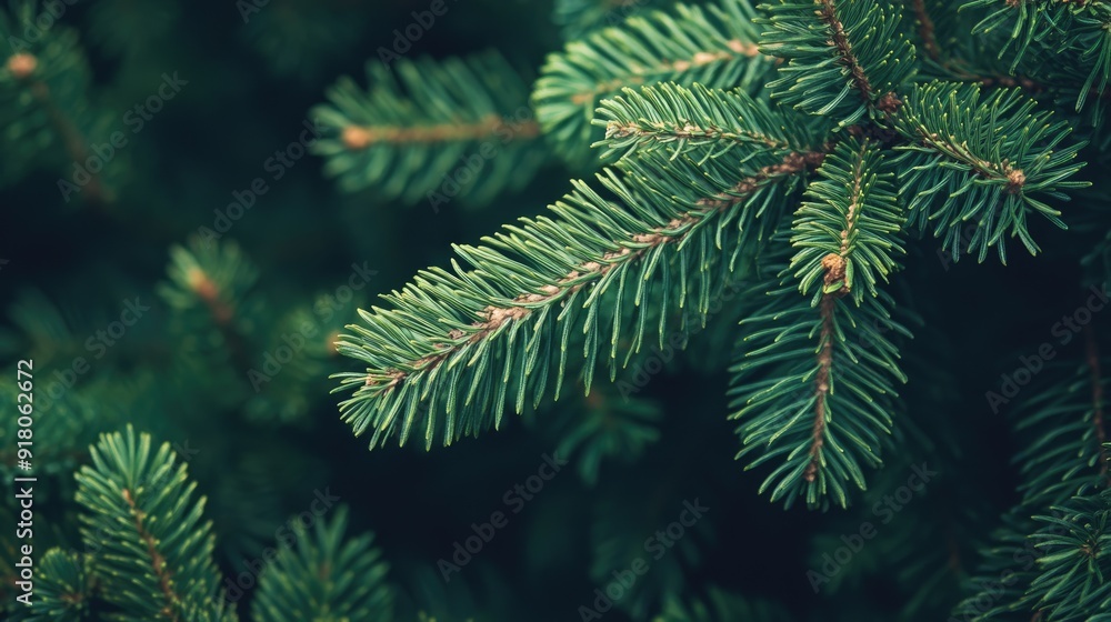 Christmas Backround. Conifer Tree Branches in Green Forest Landscape Christmas Backround. Conifer Tree Branches in Green Forest Landscape