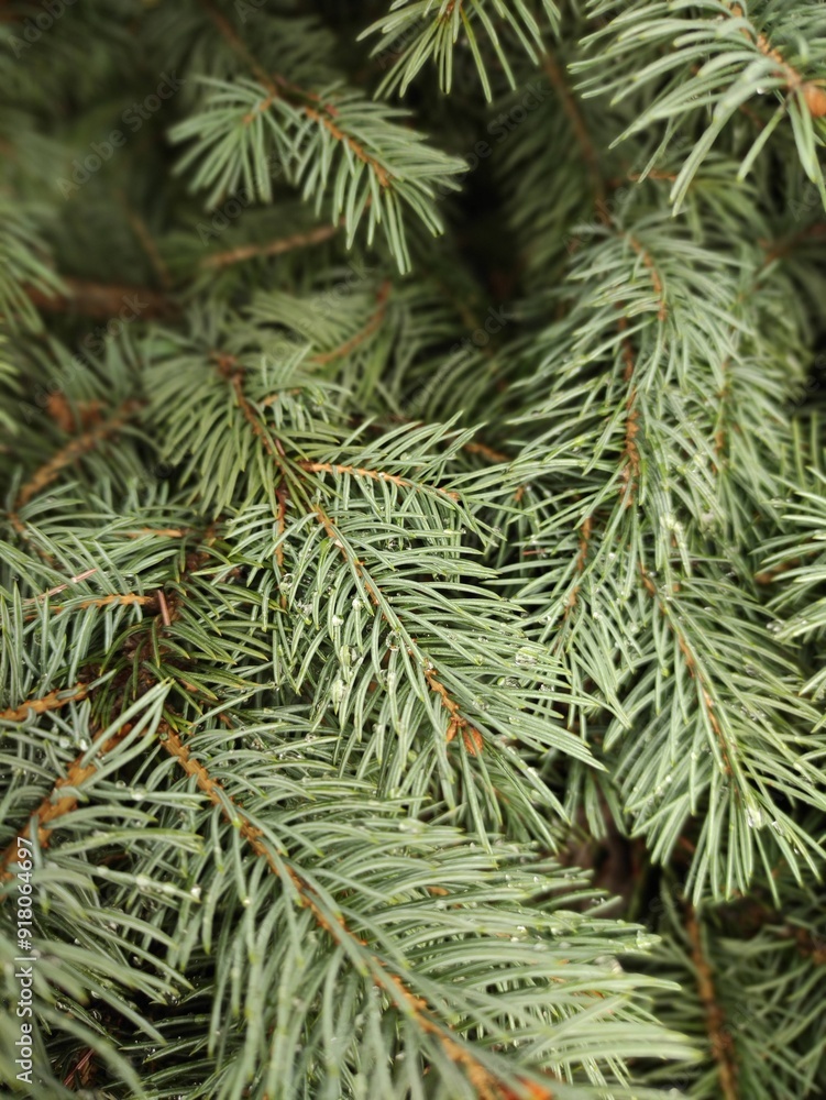 pine branches pine branches