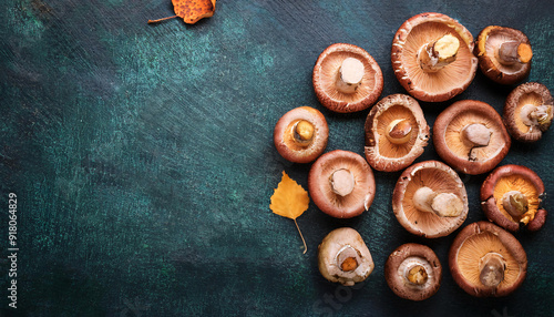 Flatlay. View from above. copy space. A set of mushrooms photo