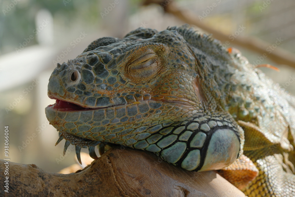 Fototapeta premium The Green Iguana (Iguana iguana) is a large, arboreal lizard native to Central and South America. It is known for its vibrant green coloration and impressive size, making it a popular species|美洲鬣蜥