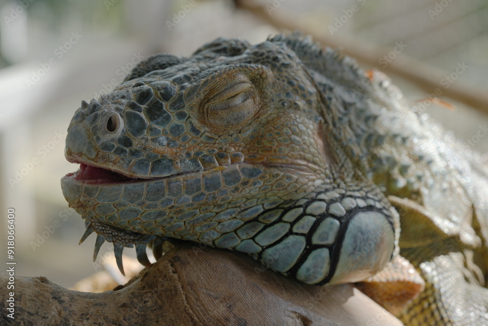 Fototapeta premium The Green Iguana (Iguana iguana) is a large, arboreal lizard native to Central and South America. It is known for its vibrant green coloration and impressive size, making it a popular species|美洲鬣蜥
