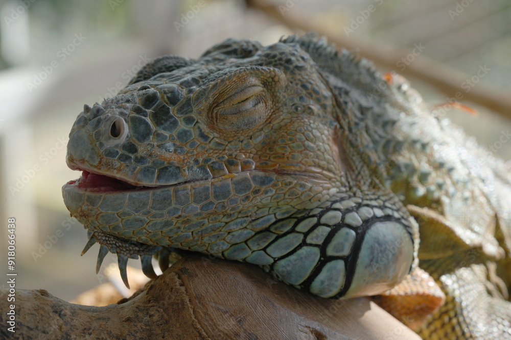 Obraz premium The Green Iguana (Iguana iguana) is a large, arboreal lizard native to Central and South America. It is known for its vibrant green coloration and impressive size, making it a popular species|美洲鬣蜥