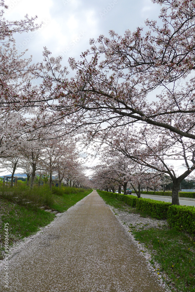 Falling cherry blossoms, Gangneung, Gangwon-do, Korea, April, 2023 Falling cherry blossoms, Gangneung, Gangwon-do, Korea, April, 2023