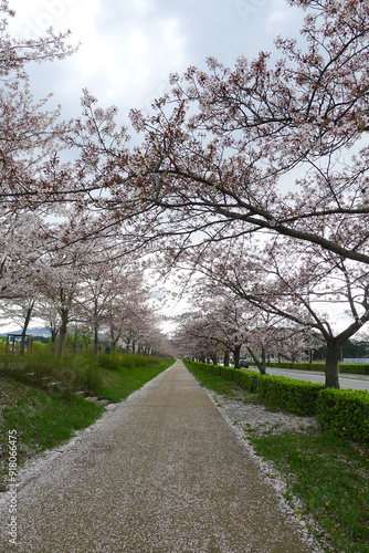 Falling cherry blossoms, Gangneung, Gangwon-do, Korea, April, 2023